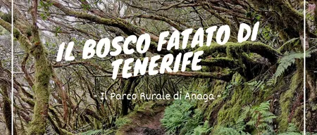 Parco Rurale di Anaga: il bosco fatato al nord di Tenerife