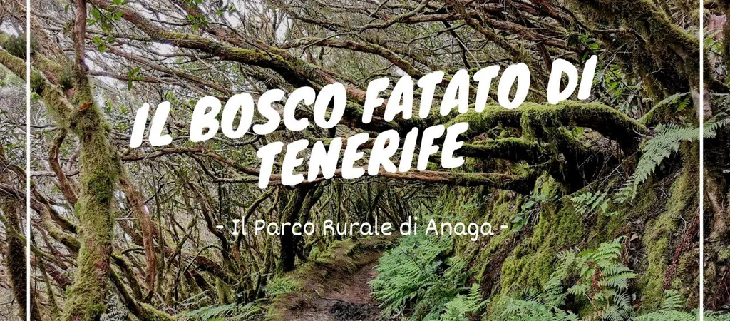 Parco Rurale di Anaga: il bosco fatato al nord di Tenerife