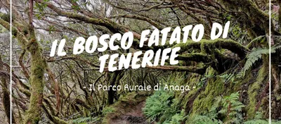 Parco Rurale di Anaga: il bosco fatato al nord di Tenerife
